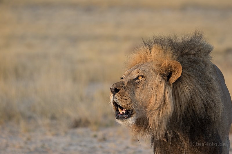 Roaring Kalahari Lion